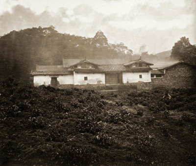 John Thomson - Pae-Ling Tea Plantation, Foochow and the River Min, 1873